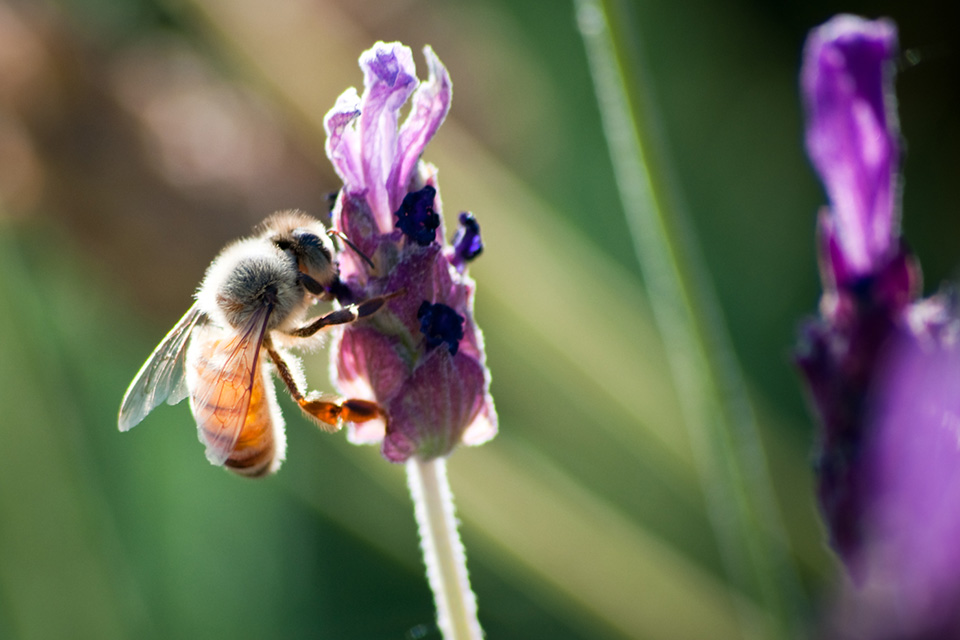 Yo this bee is amazing